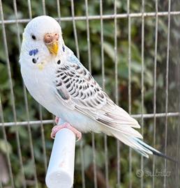 Coppia cocorite pronte per la cova