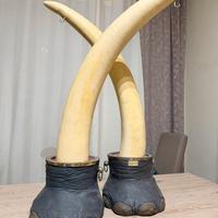 Riproduzione zanne elefante