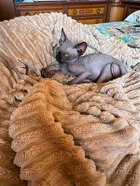 Maschietto di gatto Sphynx