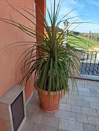 Pianta mangiafumo comprensiva di vaso