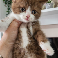 British shorthair femmina cinnamon e white