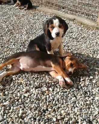 Maschietti Beagle taglia piccola