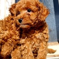 Barboncini cuccioli maschi red