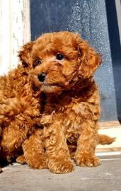 Barboncini cuccioli maschi red