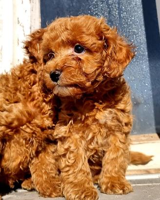 Barboncini cuccioli maschi red