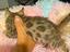 Immagine 4