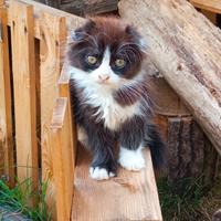 Gattino Scottish Fold due mesi