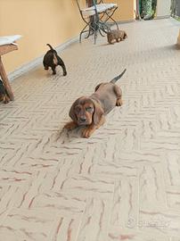 Cuccioli di alpenlaendische dachsbracke