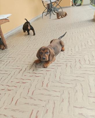 Cuccioli di alpenlaendische dachsbracke