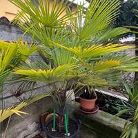 Piante