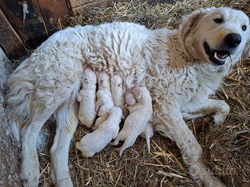 Cuccioli maremmano abruzzese