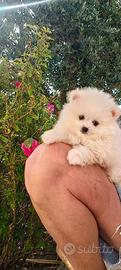 Spitz Pomerania