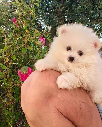 Spitz Pomerania