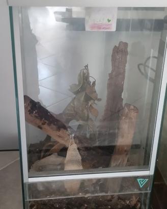 Teche per rettili