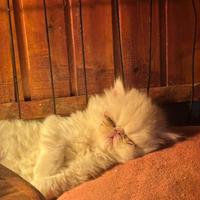 Gattino persiano maschietto Superlativo