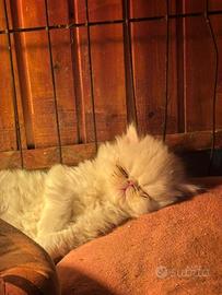 Gattino persiano maschietto Superlativo