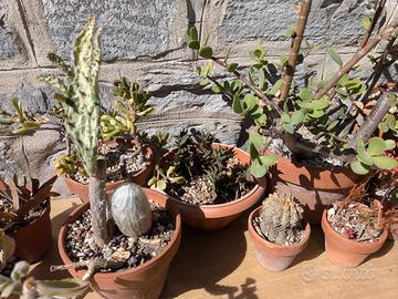 Piante grasse (27 vasi)