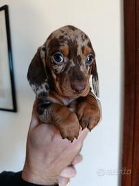 Cuccioli bassotto nano arlecchino