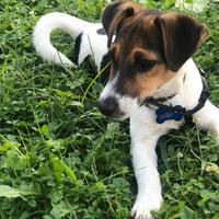 Nuova famiglia per sky