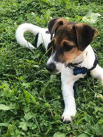 Nuova famiglia per sky