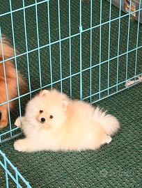Pomerania