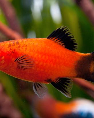 PLATY 