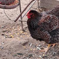 Animali da cortile , polli ornamentali