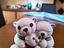 Immagine 1
