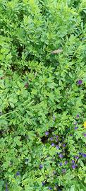 Erba medica , fieno 1taglio