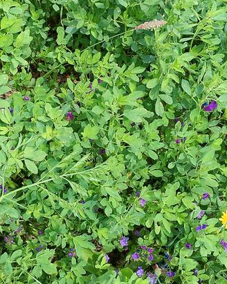 Erba medica , fieno 1taglio