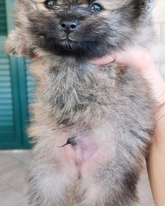 Spitz di Pomerania