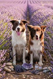 Cura olistica per cuccioli Border collie