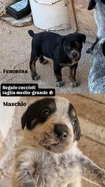 Cane, cagnolino