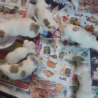 Cuccioli jack russel nani zampa corta