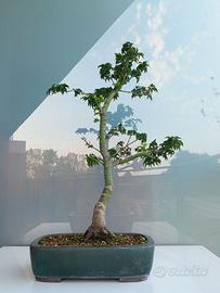 Bonsai Acero Palmato Shishigashira