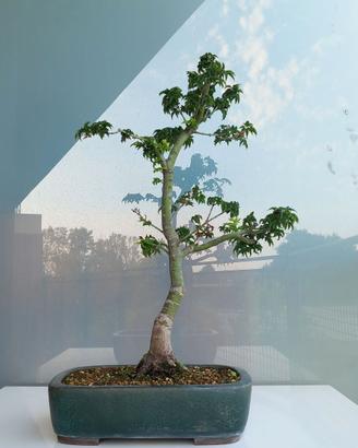Bonsai Acero Palmato Shishigashira