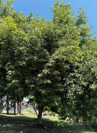 Piantine Acero Canadese Saccarinum