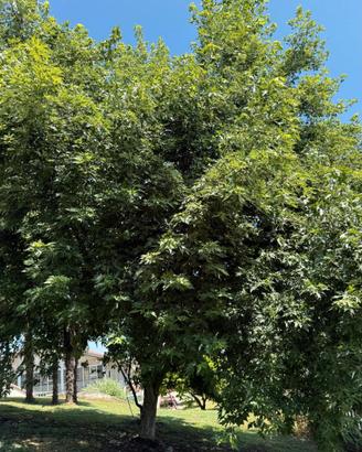 Piante Acero Canadese Saccarinum