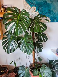 talea di monstera deliciosa - Giardino e Fai da te In vendita a Firenze