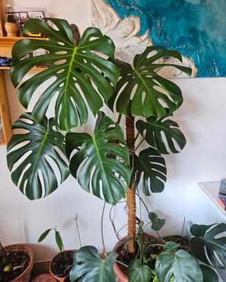 talea di monstera deliciosa