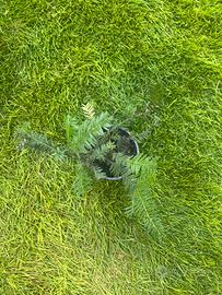 Taxus (tasso)