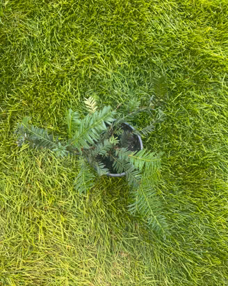 Taxus (tasso)