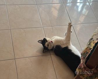 Gattino Romeo