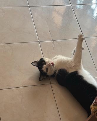 Gattino Romeo