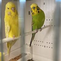 Cocorite ondulati inglesi