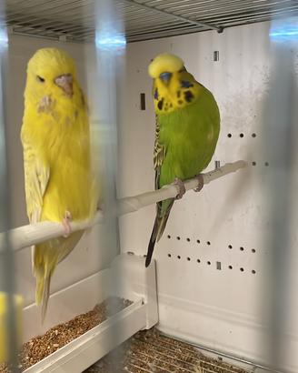 Cocorite ondulati inglesi