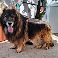 ELVIS e EROS PASTORI TEDESCHI