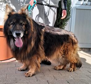 ELVIS e EROS PASTORI TEDESCHI