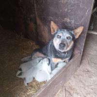 Australian cattle dog