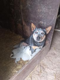 Australian cattle dog